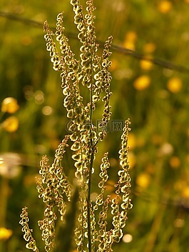 梅多斯 sauerampfer,厂,花序