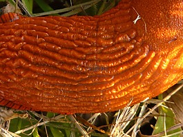 蜗牛,红色 wegschnecke,壳屏蔽