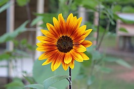 自然,植物區(qū)系,花