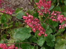 珊瑚的鐘聲,花,盛開(kāi)