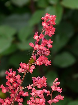 珊瑚的鐘聲,花序,花