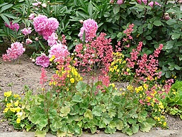 夏季,花園,床