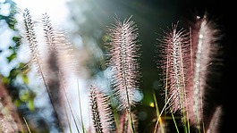 自然,植物區(qū)系,特寫
