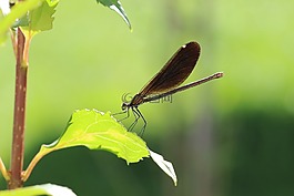 蜻蜓,葉子,昆蟲