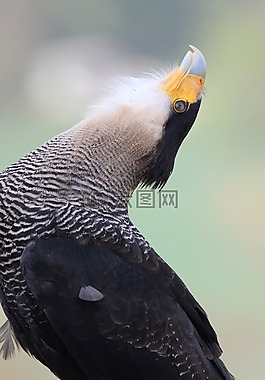 鳥,鳥的熱潮,野生鳥