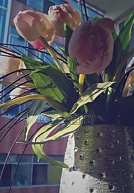 花瓶,朝陽,花