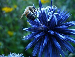 花,藍色,蜜蜂