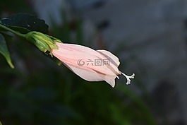 蜡锦葵,花,malvaviscus arboreus