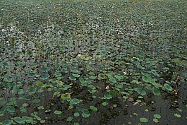 蓮花,池,水