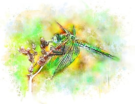 蜻蜓,昆蟲,性質(zhì)