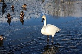 鳥,野生,野鴨