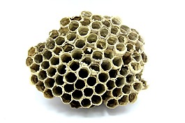 蜜蜂,配置单元,蜂蜜