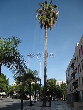棕櫚,藍(lán)色,大