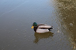鳥,野鴨,填字