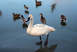 鳥,動物區(qū)系,野生鳥類