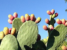 仙人球,水果,仙人掌榕