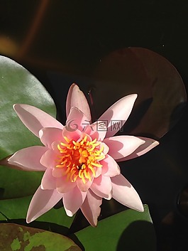 睡蓮,廠,花