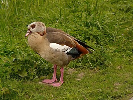 nilgans,鹅,alopochen aegyptiacus
