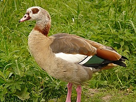 nilgans,鹅,alopochen aegyptiacus