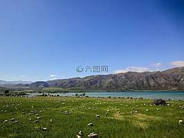 新西蘭,牧場,牛