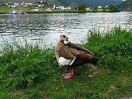 nilgans,鹅,alopochen aegyptiacus