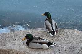 動(dòng)物區(qū)系,野生鳥類,野鴨
