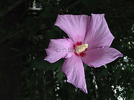 沙龙的玫瑰,鲜花,在韩国菊花