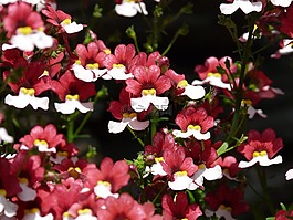 花,開花,紅色