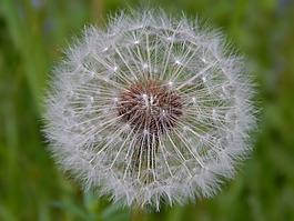 蒲公英,花,開花