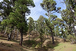 松,松樹林,綠色自然