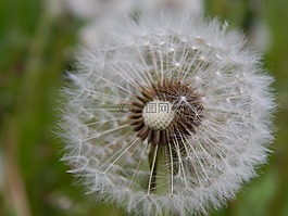 蒲公英,花,開花