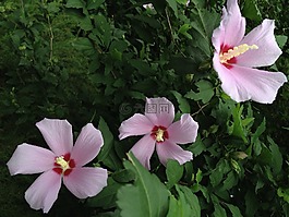 沙龙的玫瑰,鲜花,在韩国菊花