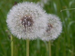 蒲公英,花,開花