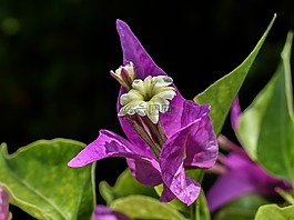 花,紫色,自然