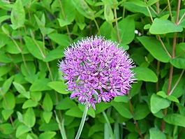 花,紫,开花