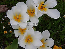 鮮花,白,美麗