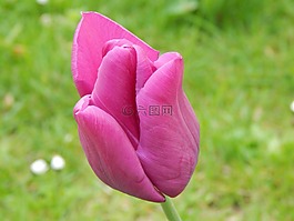 郁金香,花,紫
