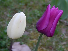 花,紫,开花