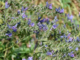 普通 natternkopf,花,開花