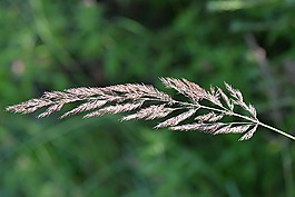 葉草,宏,性質(zhì)