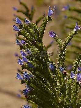 普通 natternkopf,花,開花