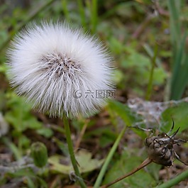 蒲公英,雜草,草坪