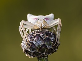 蜘蛛,dorsata,油然而生
