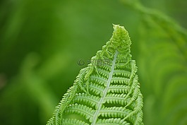 蕨類,綠色的,蕨類植物