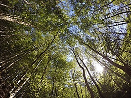 樹,國(guó)家公園,ferragosto