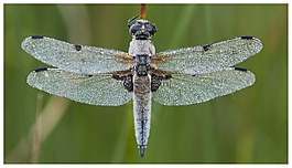 蜻蜓,torfbroek,性質(zhì)