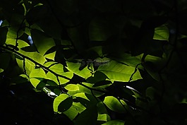 夏天,葉子,公園
