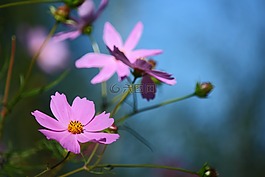 花,羅莎,鮮花