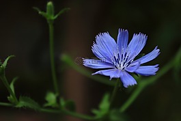 花,紫,鮮花
