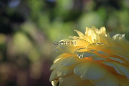 花,黃色,鮮花